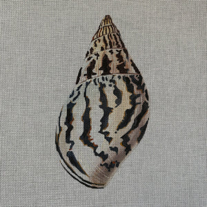Seashell