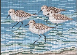 Sanderlings